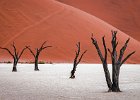 02 Deadvlei Trees and Dunes.jpg